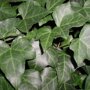 Hedera Helix, kleinbladige klimop